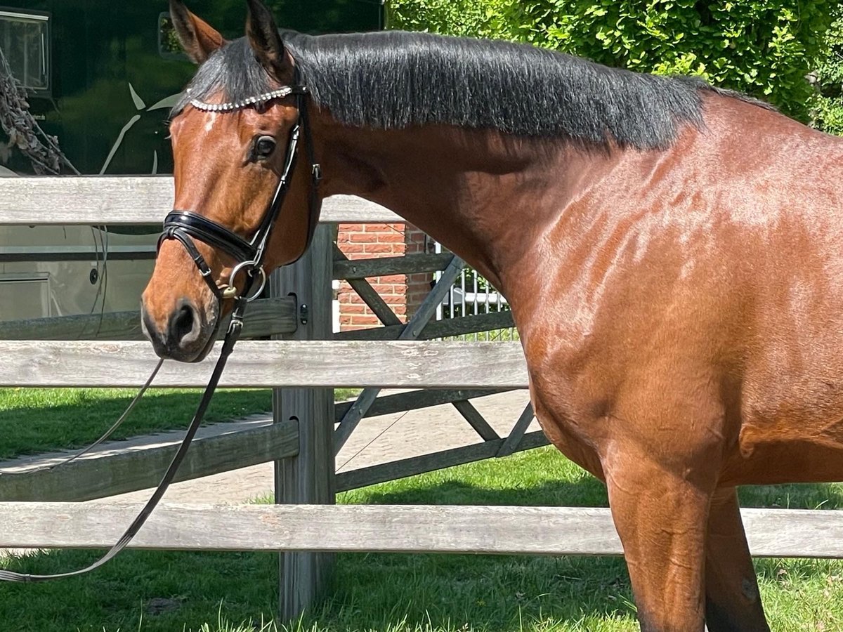 Koń reński Wałach 6 lat 174 cm Gniada in Havixbeck