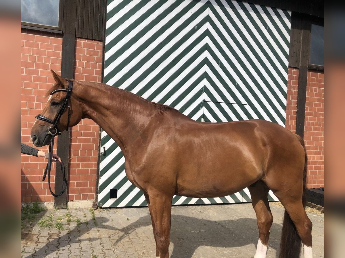 Koń reński Wałach 9 lat 181 cm in Ratingen