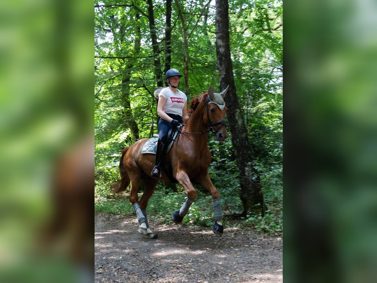 Koń reński Wałach 11 lat 172 cm Kasztanowata in Grevenbroich