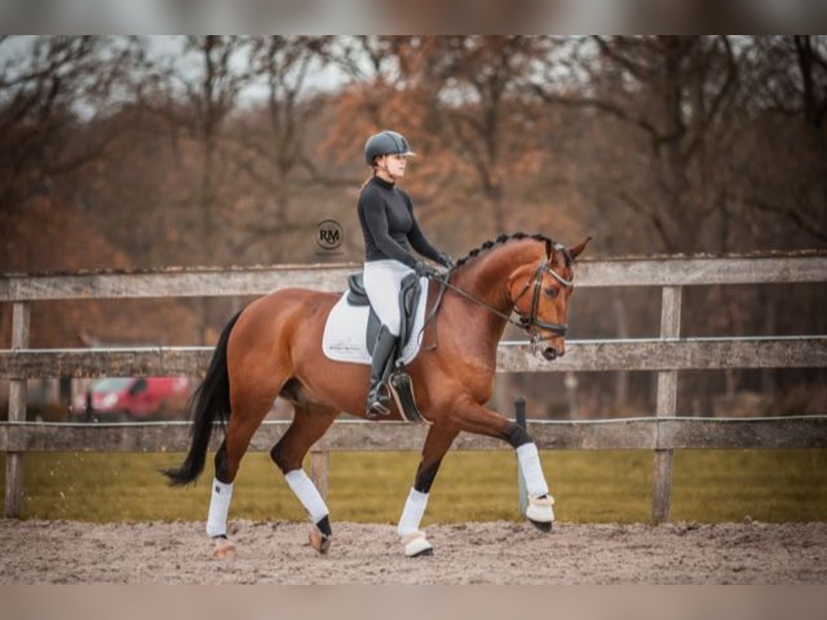 Koń reński Wałach 13 lat 170 cm Gniada in Hemrik