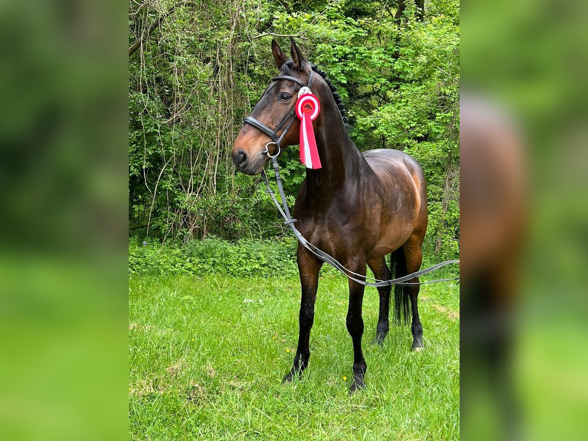 Koń reński Wałach 14 lat 175 cm Ciemnogniada in Reutlingen