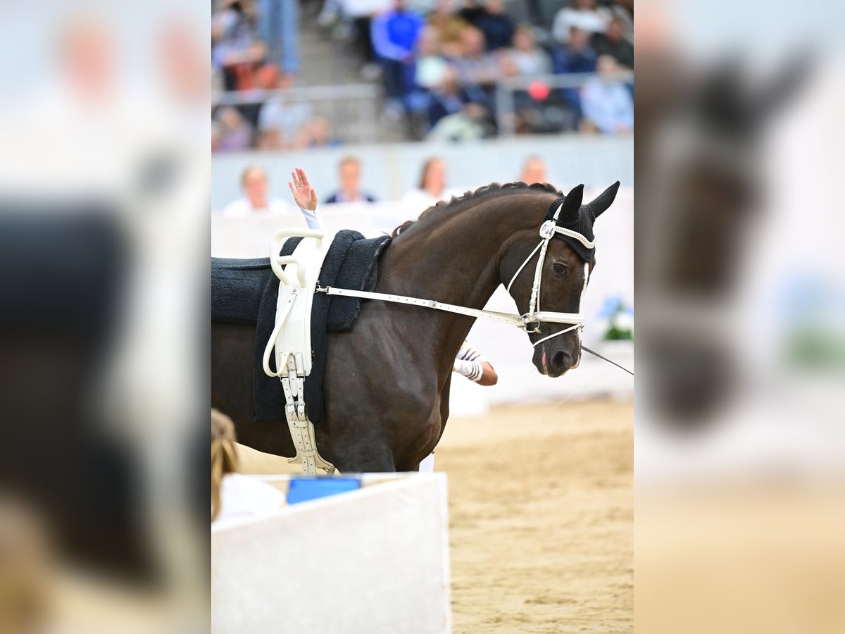 Koń reński Wałach 14 lat 184 cm Ciemnokasztanowata in Neuss