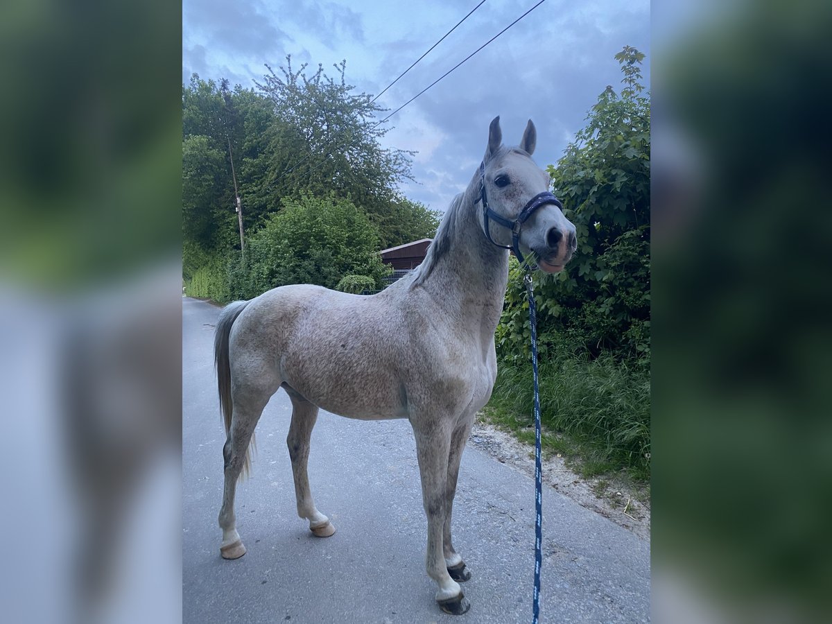 Koń reński Wałach 16 lat 160 cm Siwa in Vlotho