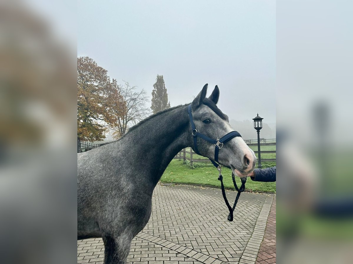 Koń reński Wałach 3 lat 168 cm Stalowosiwy in Bocholt