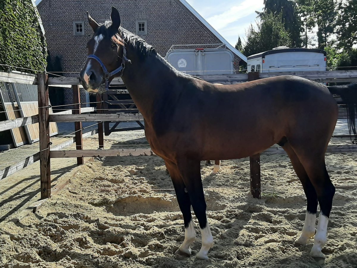 Koń reński Wałach 5 lat 165 cm Gniada in Wesel