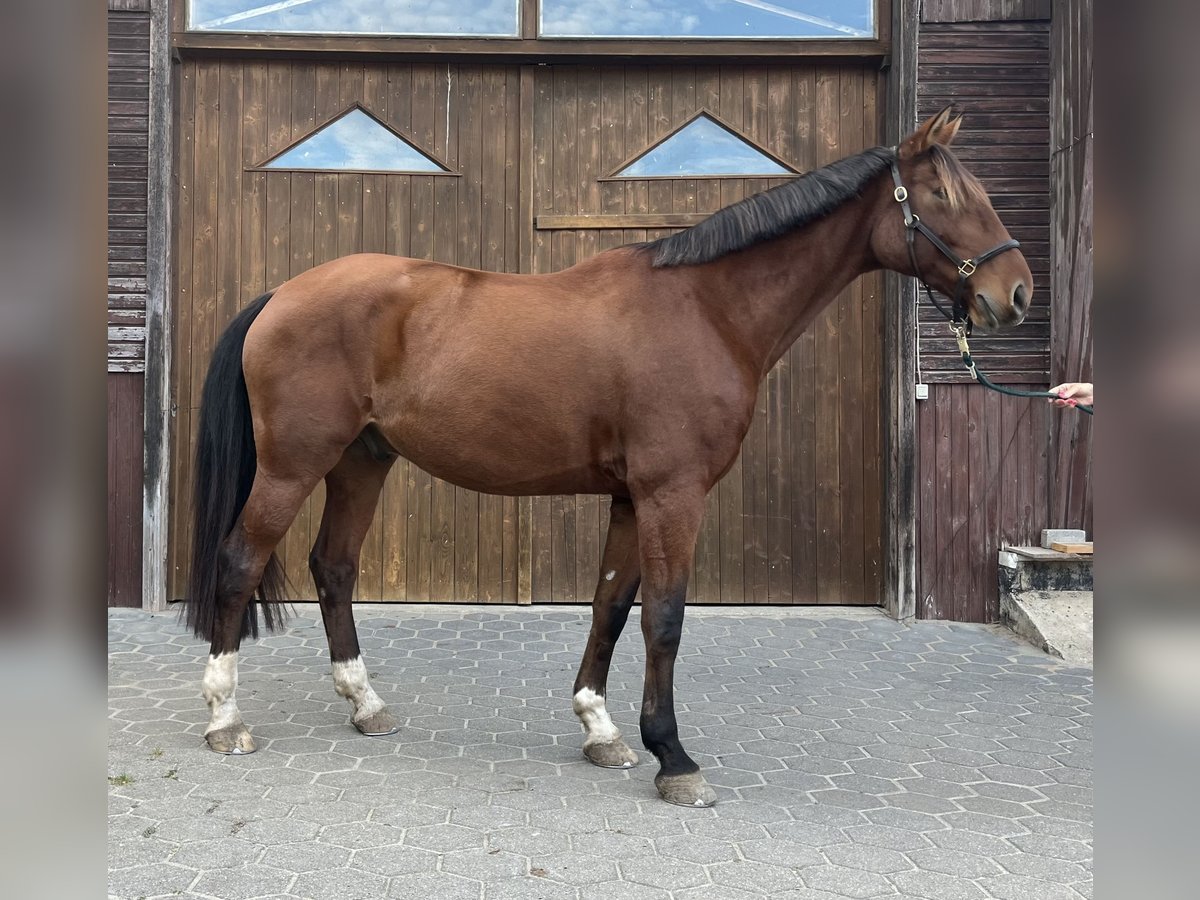 Koń reński Wałach 8 lat 170 cm Gniada in Woltersdorf