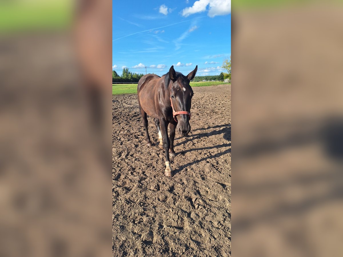 Koń śląski Klacz 1 Rok 165 cm Kara in Osiedle Poznańskie