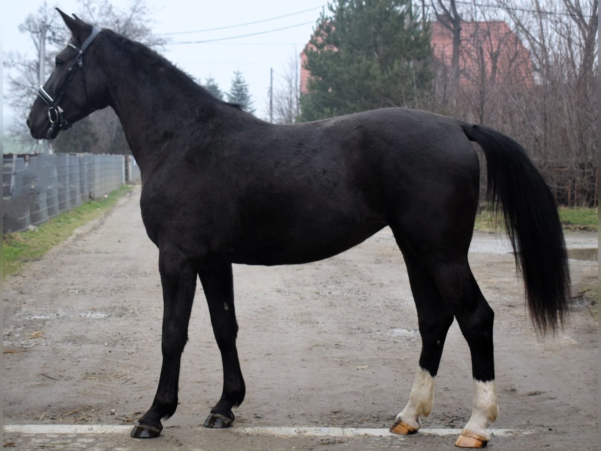 Koń śląski Klacz 3 lat 167 cm Kara in Dobromierz