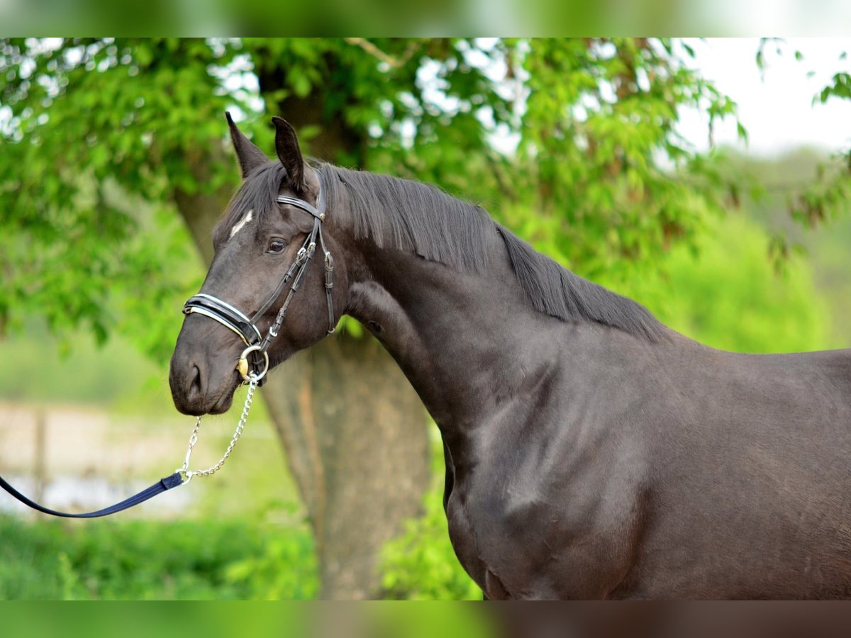 Koń śląski Klacz 3 lat 168 cm Kara in Siedleczek