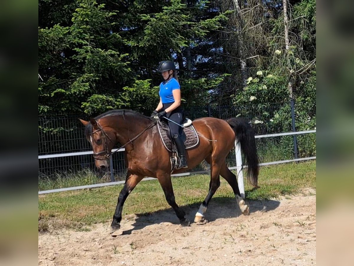 Koń śląski Klacz 7 lat 172 cm Gniada in Forst