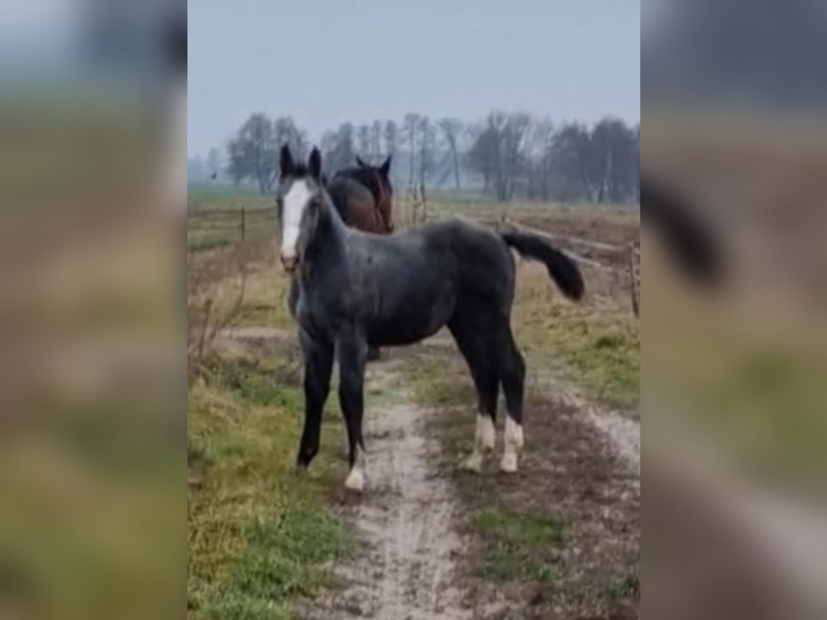 Koń śląski Ogier 1 Rok 140 cm Biała in Zawady