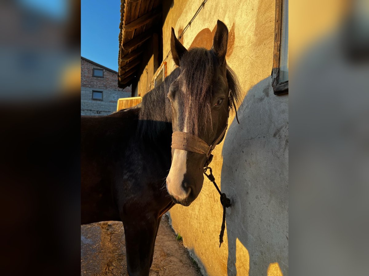 Koń śląski Ogier 3 lat 150 cm Skarogniada in Wodzis&#x142;aw &#x15A;l&#x105;ski