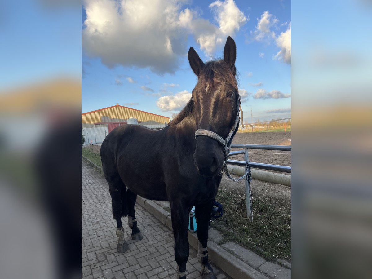 Koń śląski Wałach 3 lat 168 cm Skarogniada in Calbe/Saale