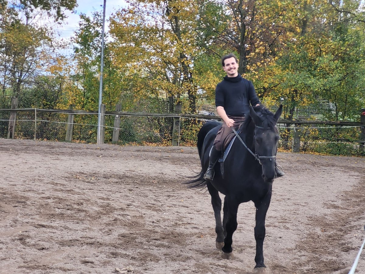 Koń śląski Wałach 11 lat 175 cm Kara in Leipzig