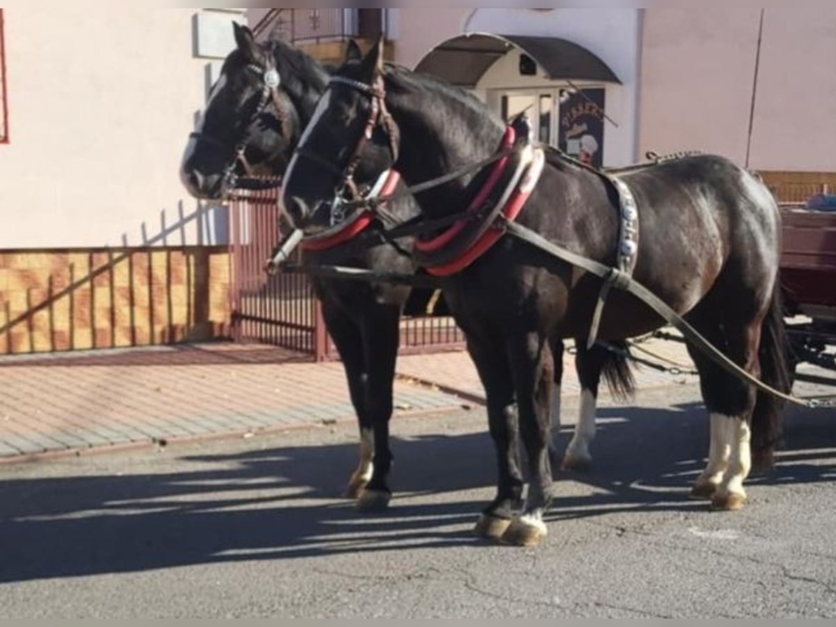 Koń śląski Wałach 4 lat 163 cm Kara in Trzebownisko