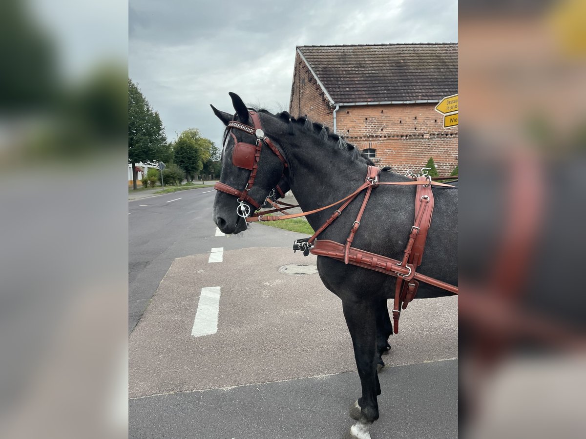 Koń śląski Wałach 5 lat 167 cm Siwa in Thießen