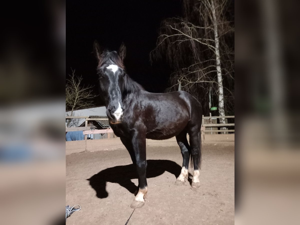 Koń śląski Wałach 5 lat 170 cm Kara in Balingen