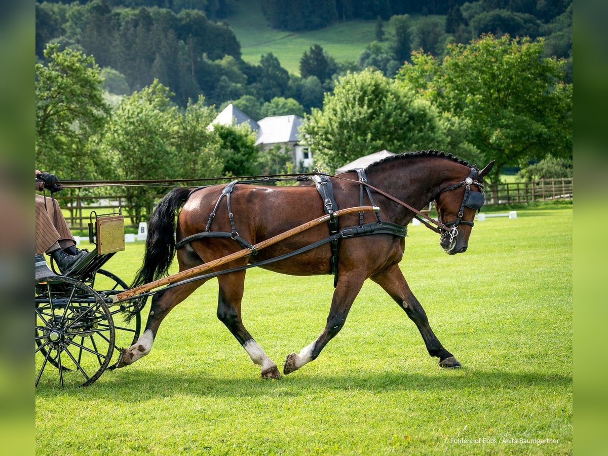 Koń śląski Wałach 7 lat 163 cm Gniada in Grünau