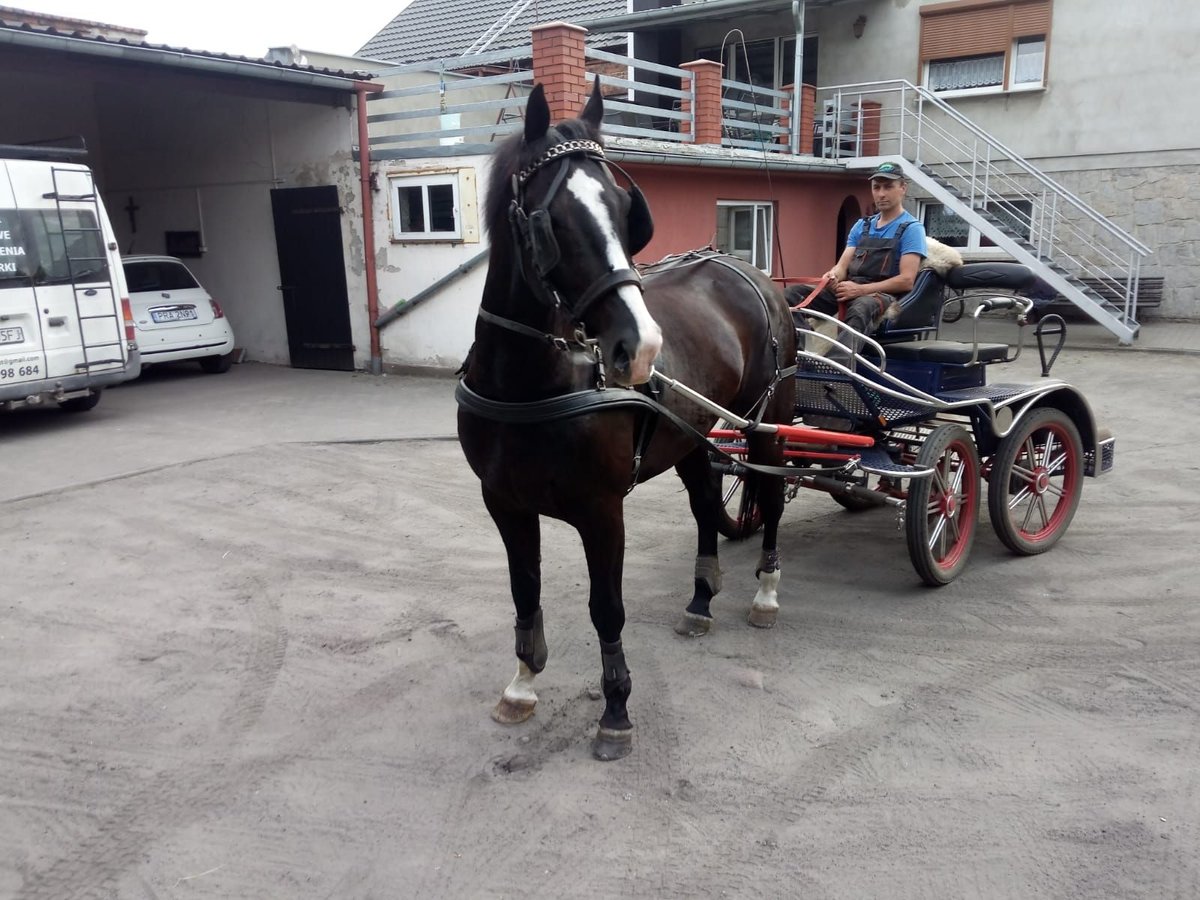 Koń śląski Wałach 8 lat 172 cm Kara in Thießen