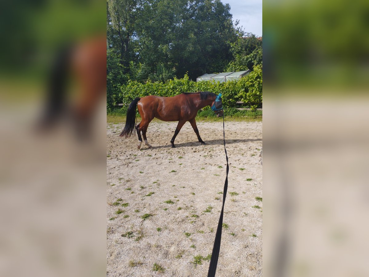 Koń toryjski Wałach 6 lat 155 cm Gniada in Landau an der Isar