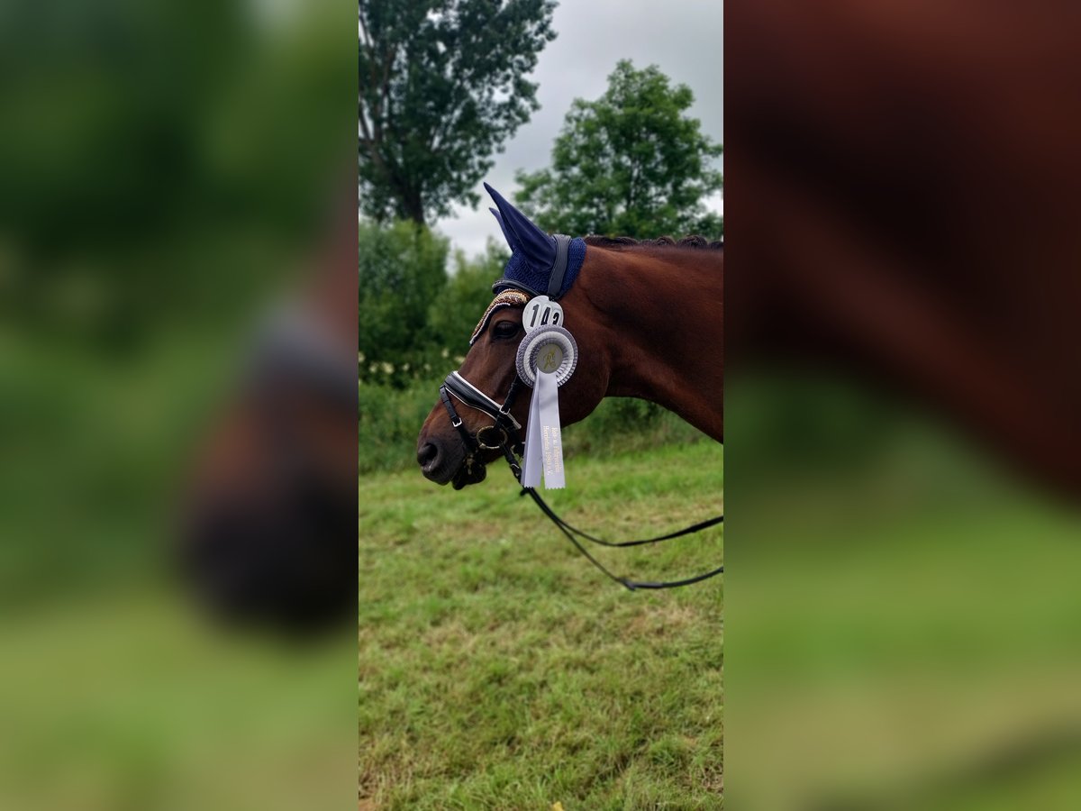 Koń trakeński Klacz 10 lat 162 cm Ciemnokasztanowata in Gerolfingen