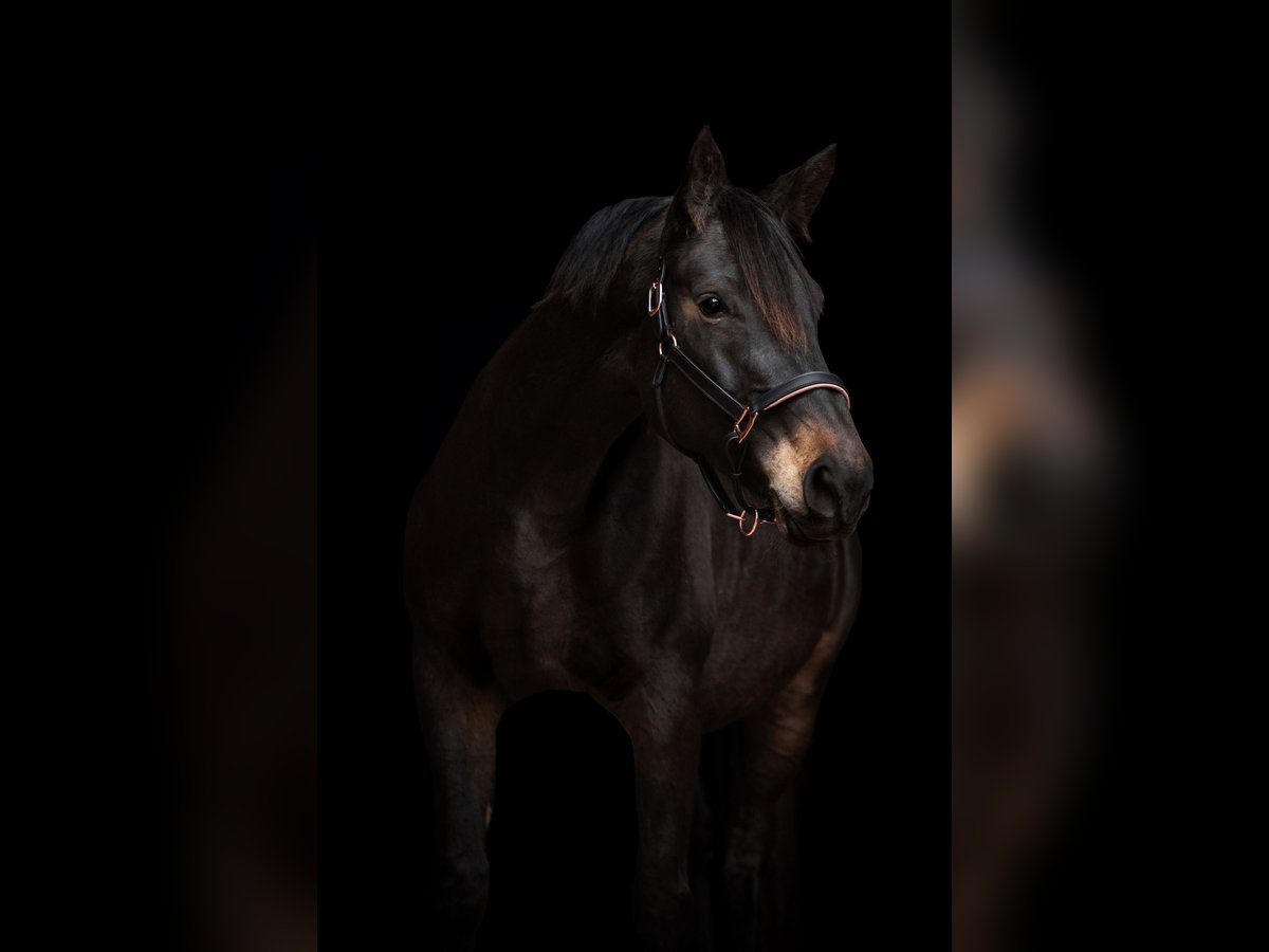 Koń trakeński Klacz 10 lat 174 cm Ciemnogniada in Soest