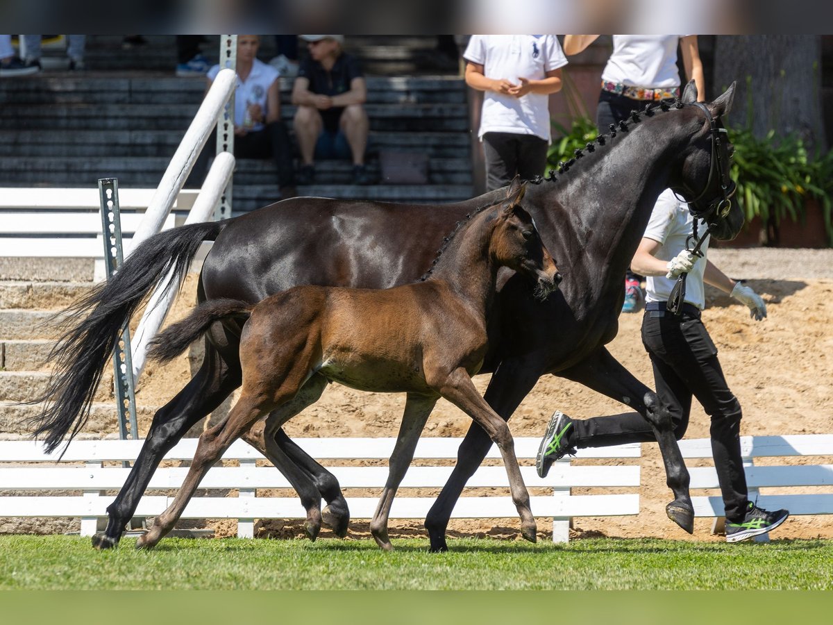 Koń trakeński Klacz 11 lat 164 cm Kara in Garsten