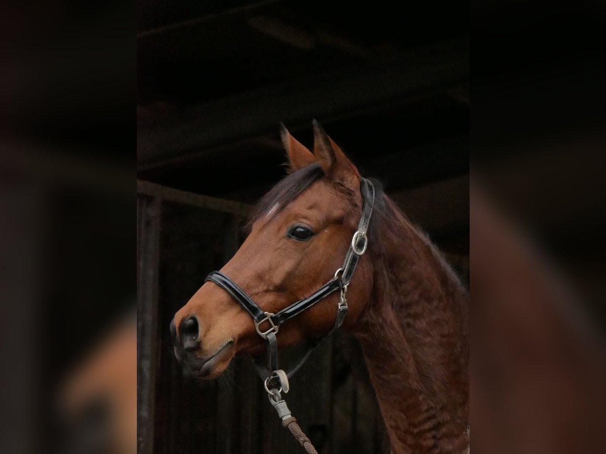 Koń trakeński Klacz 12 lat 162 cm Gniada in Bergneustadt