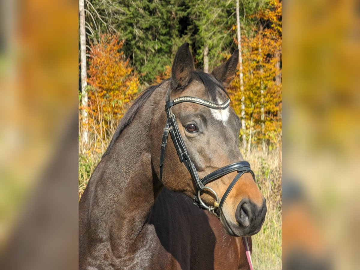 Koń trakeński Klacz 12 lat 165 cm Ciemnogniada in Rosenheim