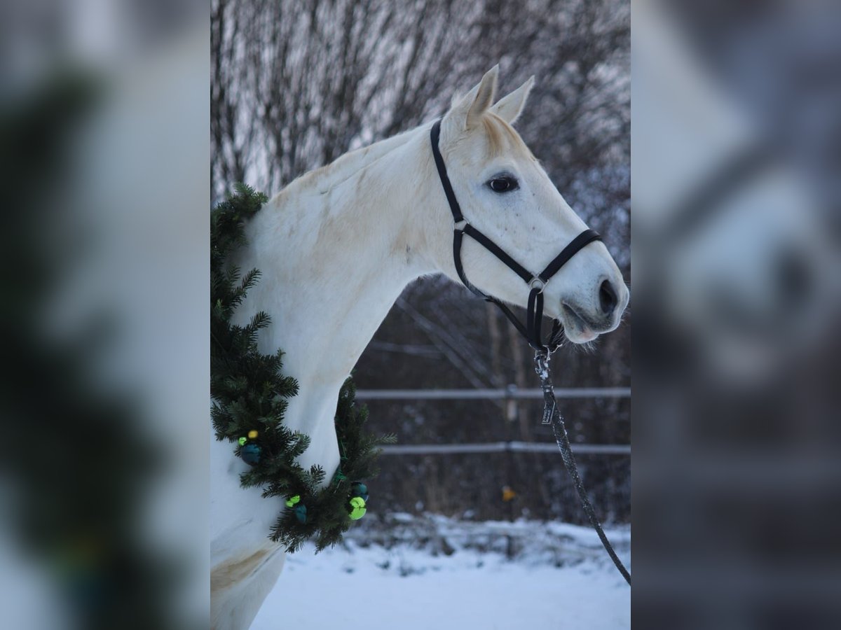 Koń trakeński Klacz 12 lat 166 cm Siwa in Majenfelde (Bosau)