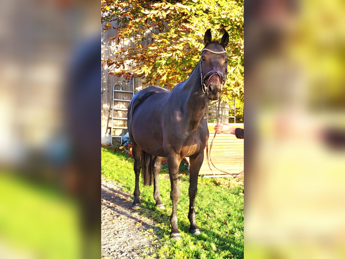 Koń trakeński Klacz 12 lat 170 cm Skarogniada in Bad Laasphe