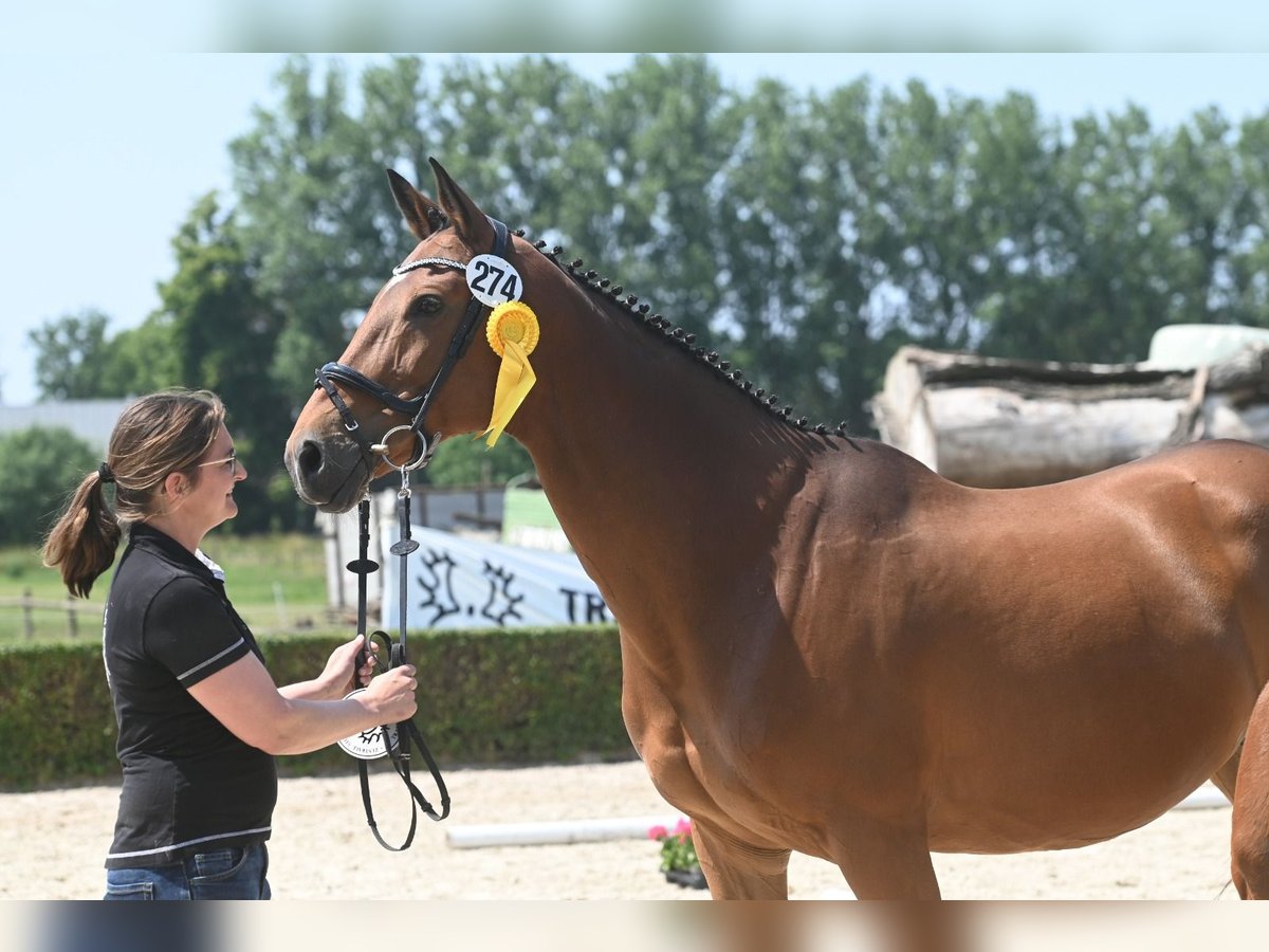 Koń trakeński Klacz 13 lat 165 cm Gniada in Oelde