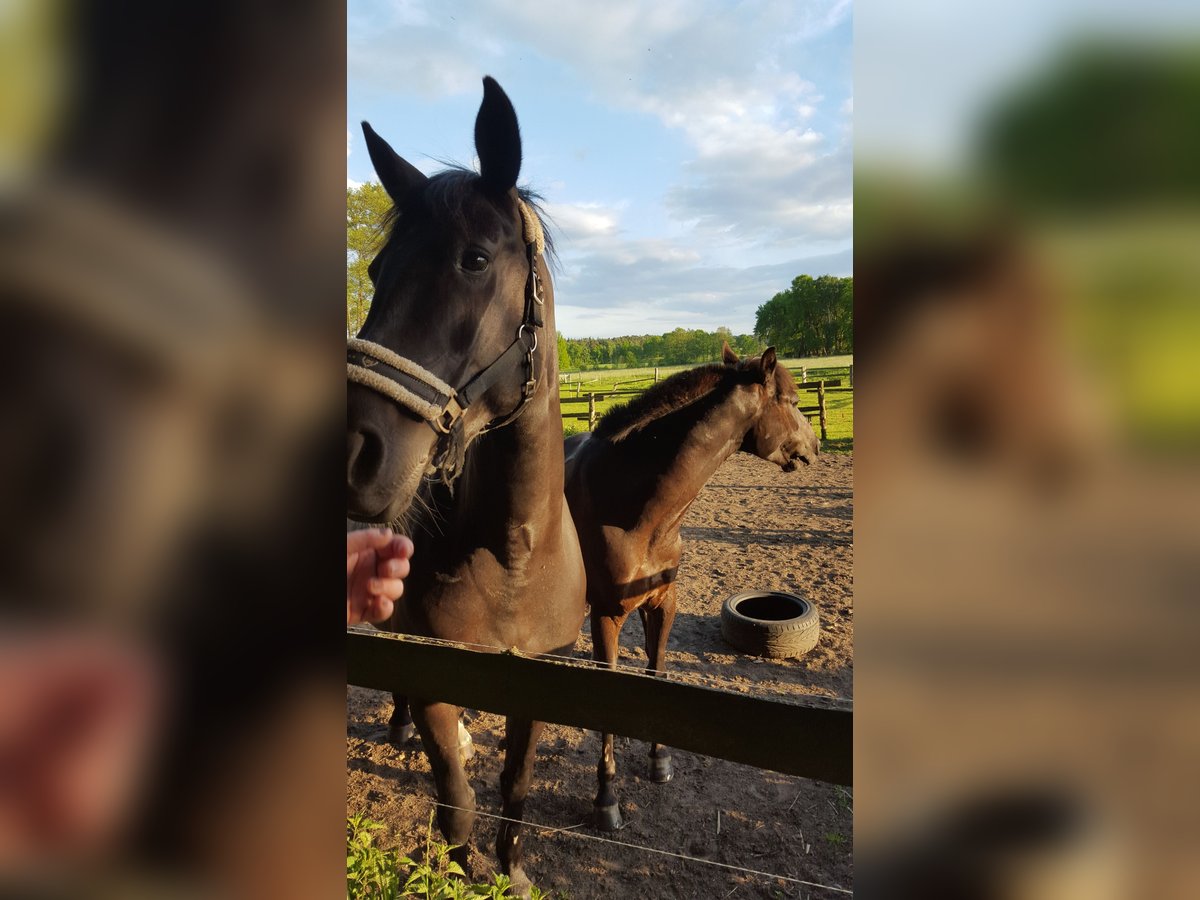 Koń trakeński Mix Klacz 16 lat 154 cm Kara in Lüneburg