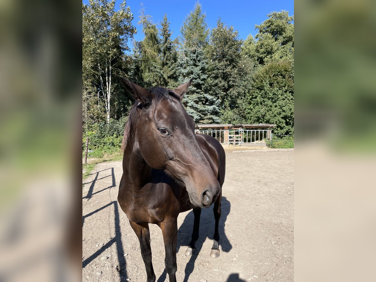 Koń trakeński Klacz 18 lat 167 cm Ciemnogniada in Großharthau