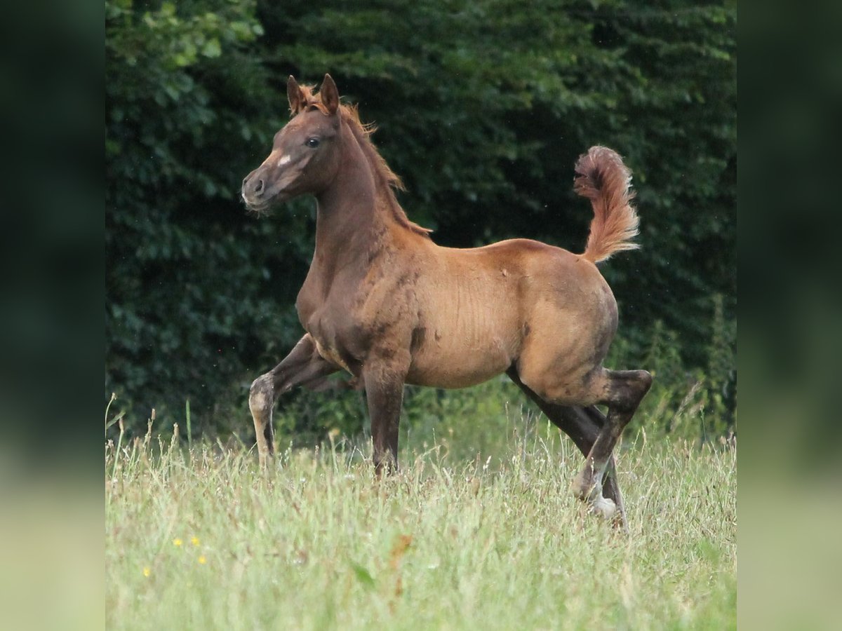 Koń trakeński Klacz 1 Rok 165 cm Ciemnokasztanowata in L&#xFC;dersdorf