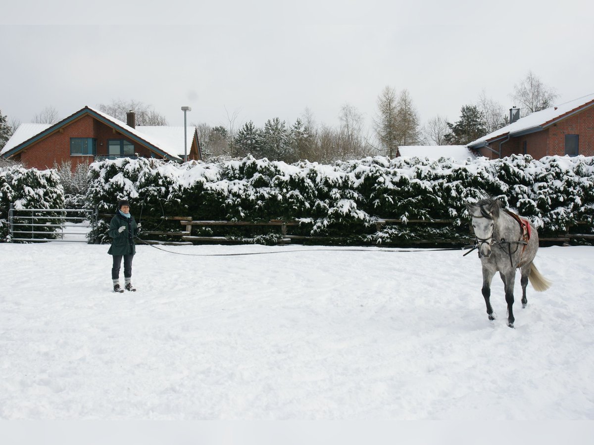 Koń trakeński Klacz 23 lat 158 cm Siwa in Schneverdingen