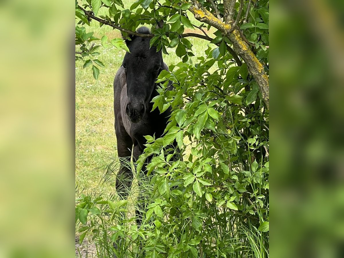 Koń trakeński Klacz 2 lat 167 cm Kara in Sperenberg