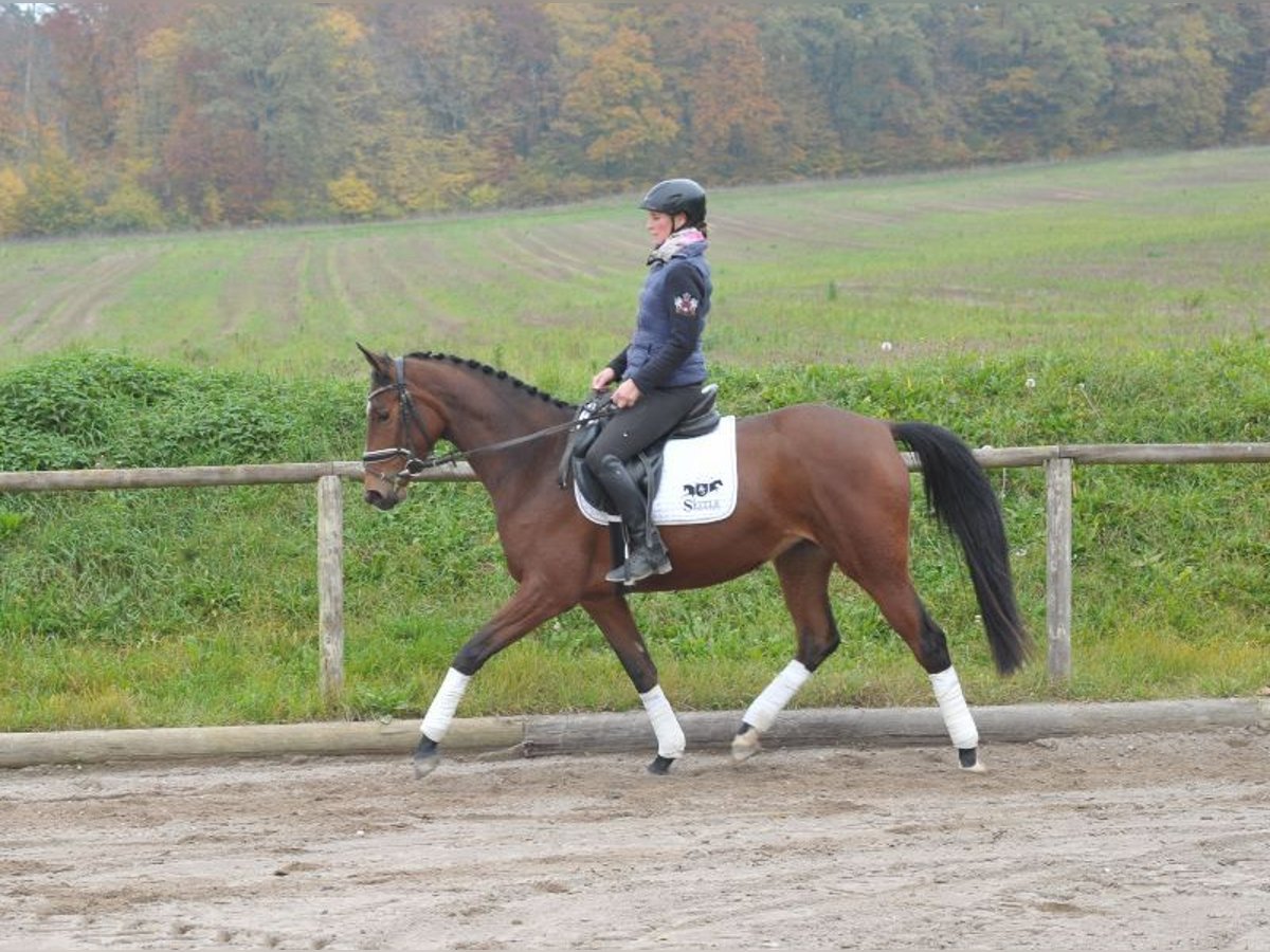 Koń trakeński Klacz 3 lat 164 cm Gniada in Wellheim