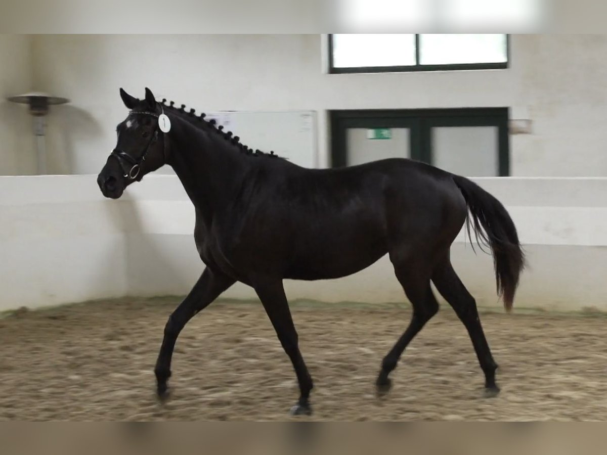 Koń trakeński Klacz 3 lat 165 cm Siwa in Hürtgenwald