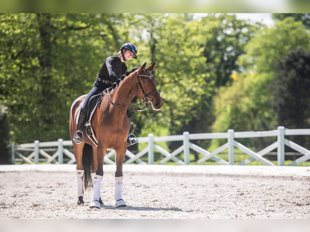 Koń trakeński Klacz 3 lat 168 cm Gniada in Panker
