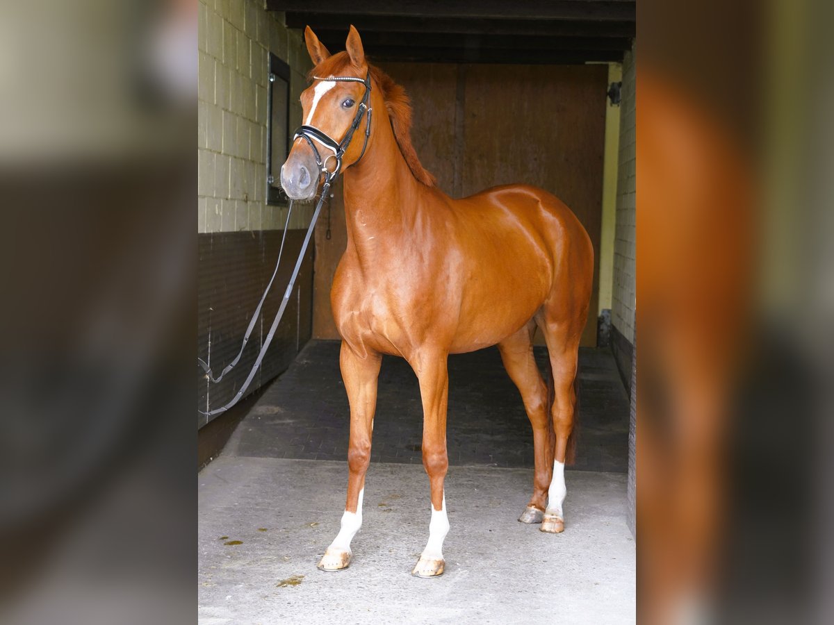 Koń trakeński Klacz 3 lat 170 cm Kasztanowata in Coesfeld