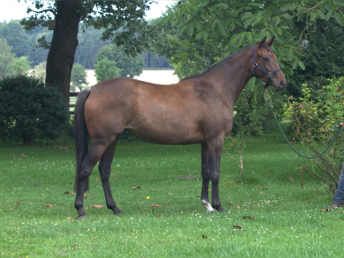 Koń trakeński Klacz 4 lat 165 cm Gniada in Walsrode