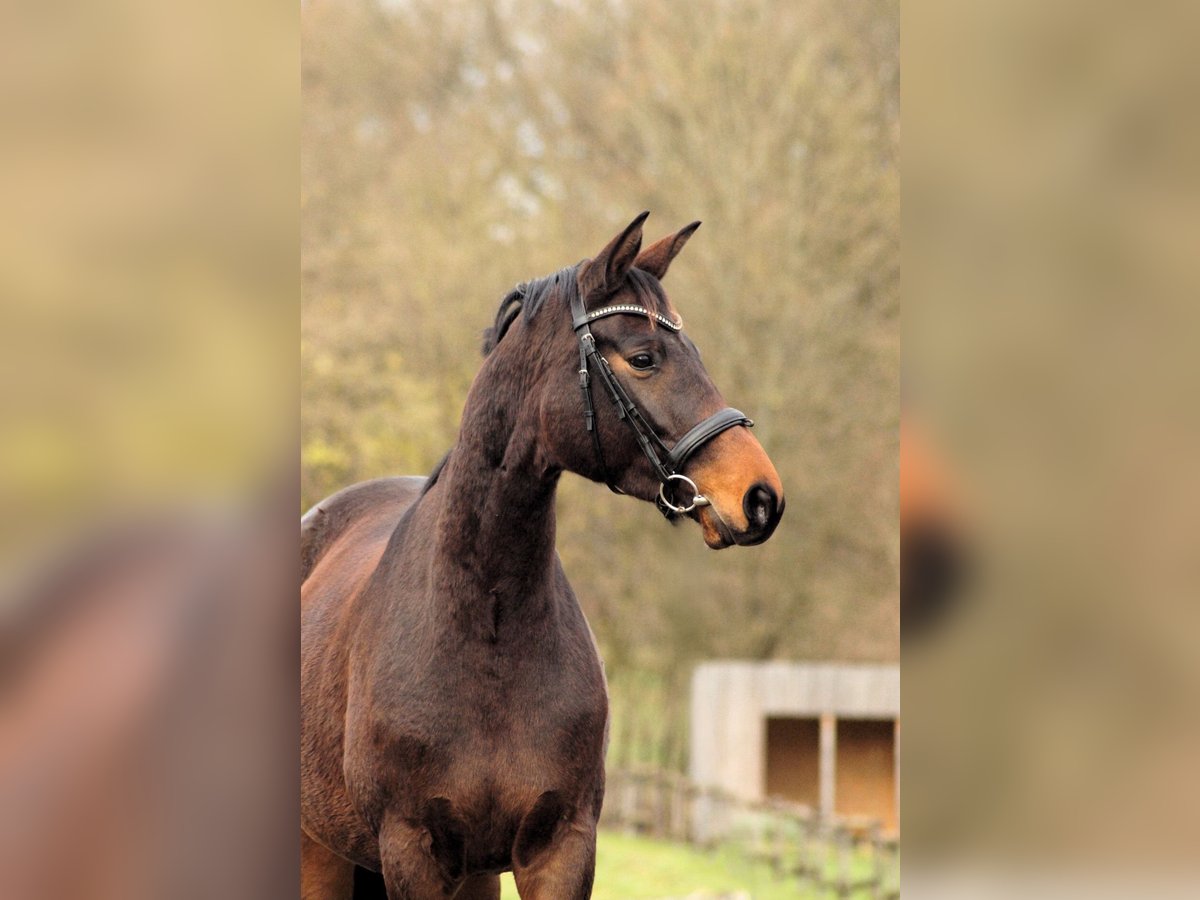 Koń trakeński Klacz 4 lat 167 cm Gniada in Bodenfelde/Nienovee