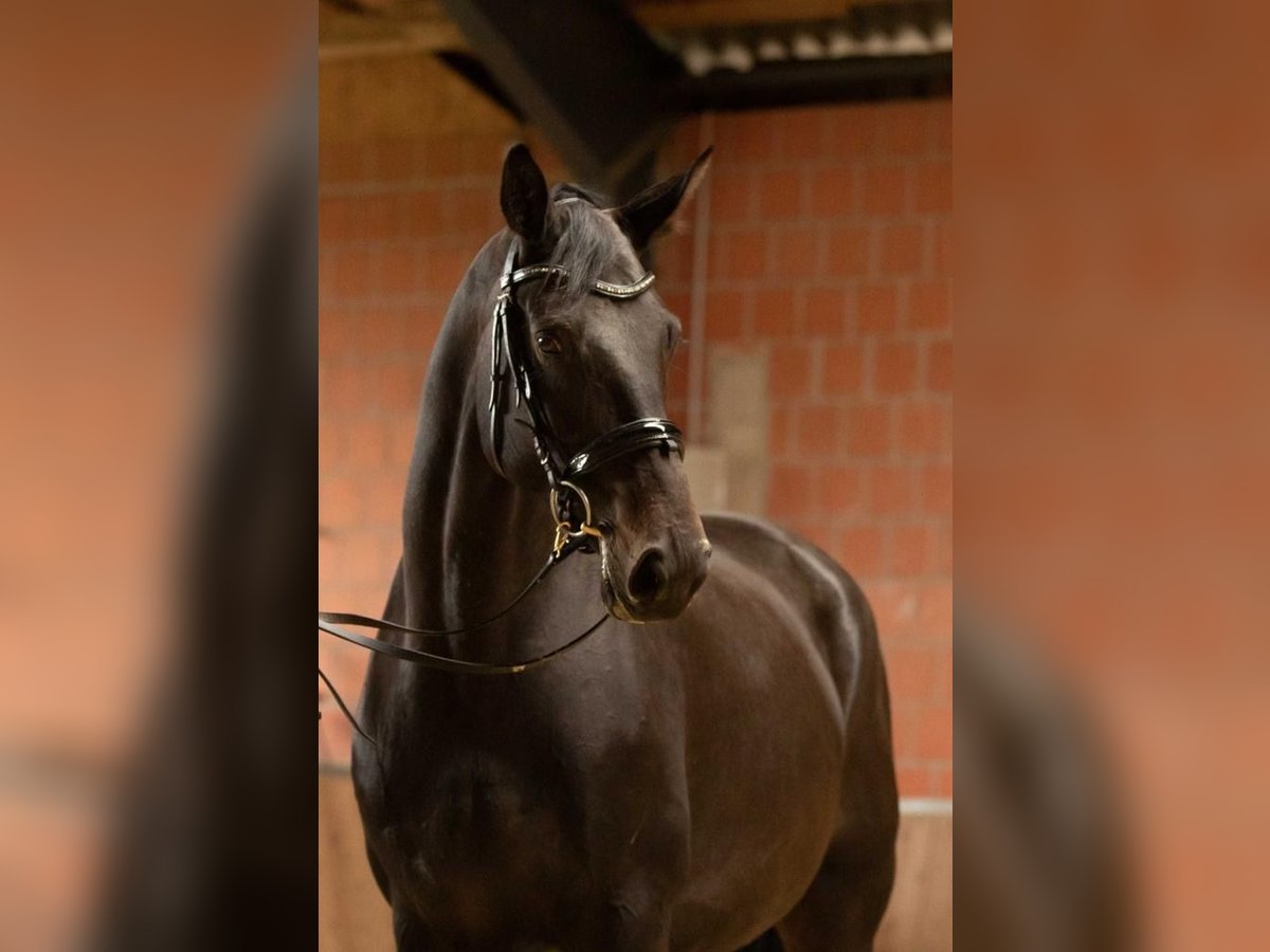 Koń trakeński Klacz 4 lat 169 cm Ciemnogniada in Bodenfelde/Nienover