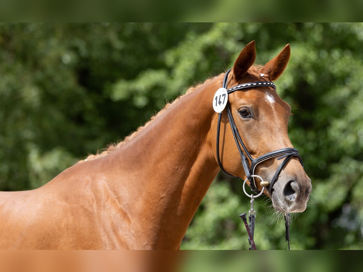 Koń trakeński Klacz 4 lat 171 cm Kasztanowata in Rüsselsheim