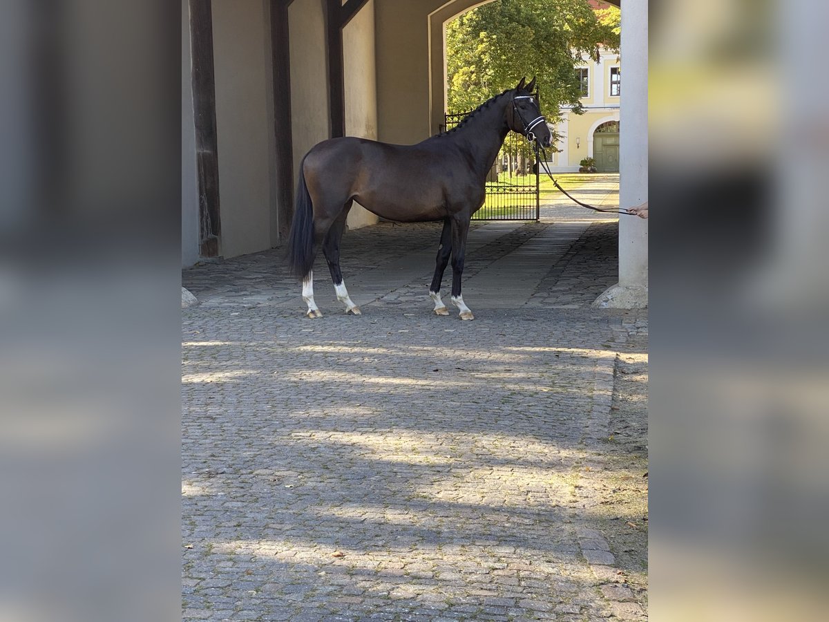 Koń trakeński Klacz 5 lat 170 cm Ciemnogniada in Möckern