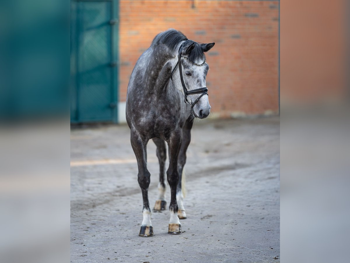 Koń trakeński Klacz 5 lat 174 cm Siwa in Garstedt