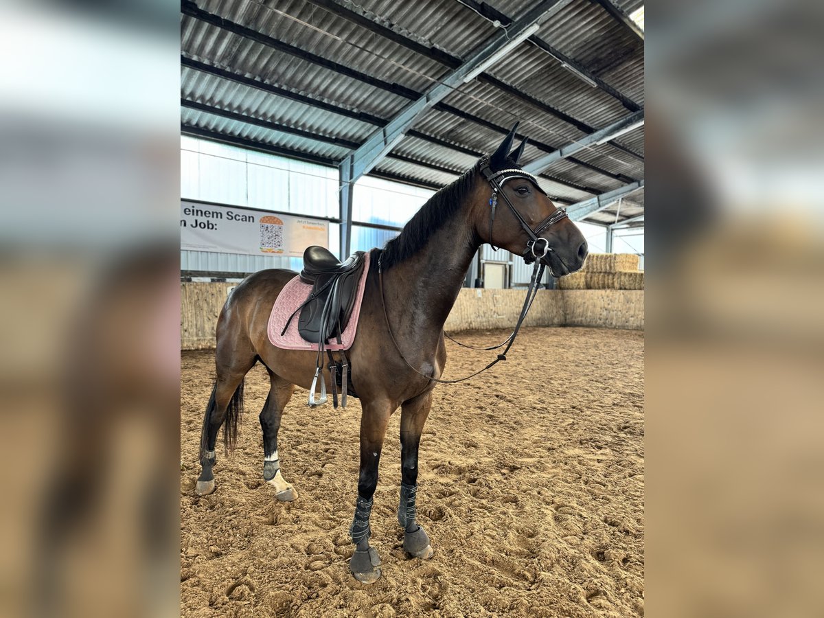 Koń trakeński Mix Klacz 6 lat 163 cm Gniada in Hameln