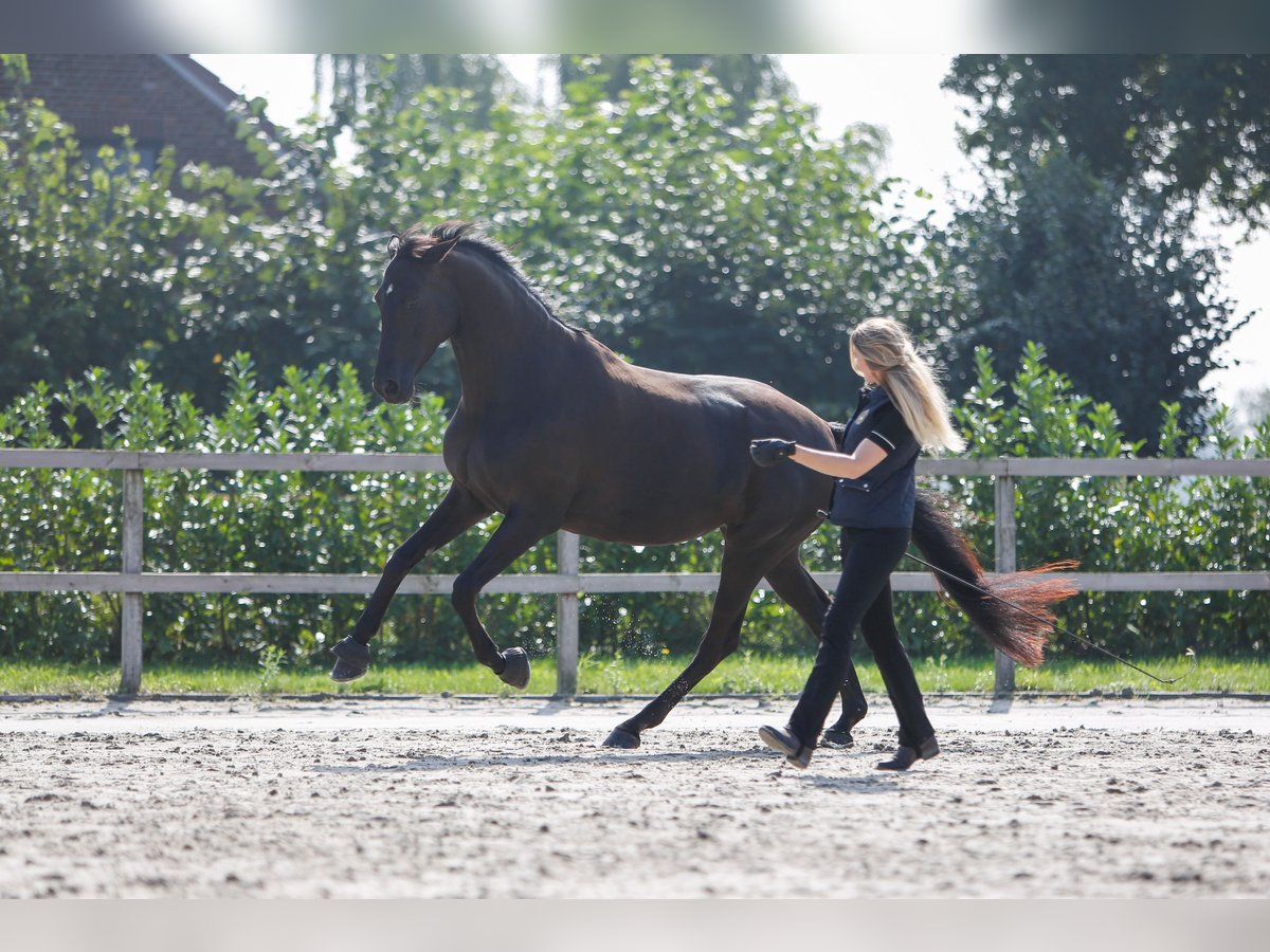 Koń trakeński Klacz 7 lat 170 cm Kara in Overloon