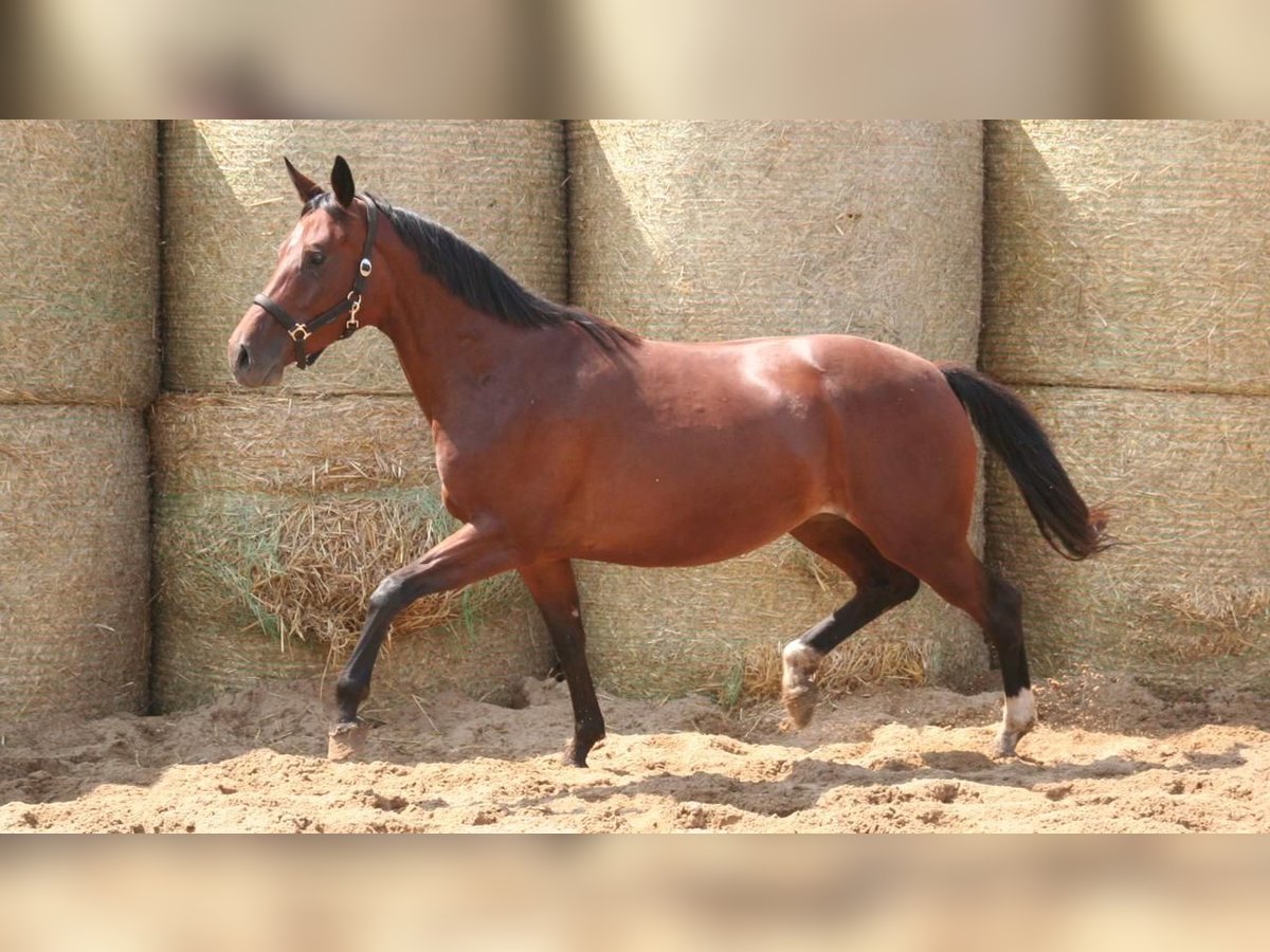 Koń trakeński Klacz 8 lat 162 cm Gniada in Aytos